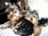 MALE AND FEMALE TEACUP YORKIE PUPPIES FOR ADOPTION